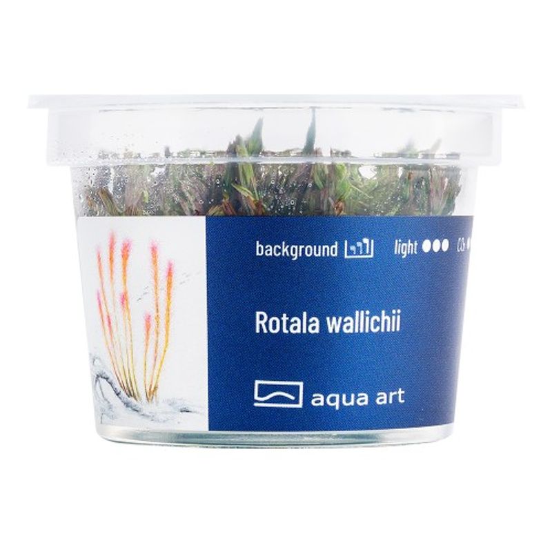 Aqua-Art Invitro Rotala wallichii