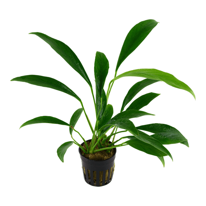 Hovedbilde Anubias barteri glabra Akvarieplante