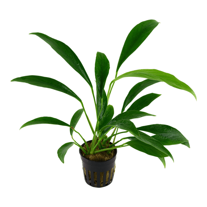 Anubias barteri glabra Akvarieplante
