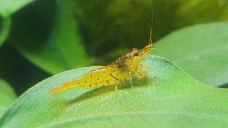 Caridina mariae  Tangerine Tiger
