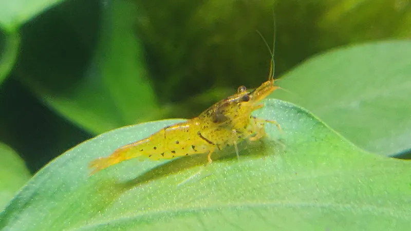 Caridina mariae  Tangerine Tiger