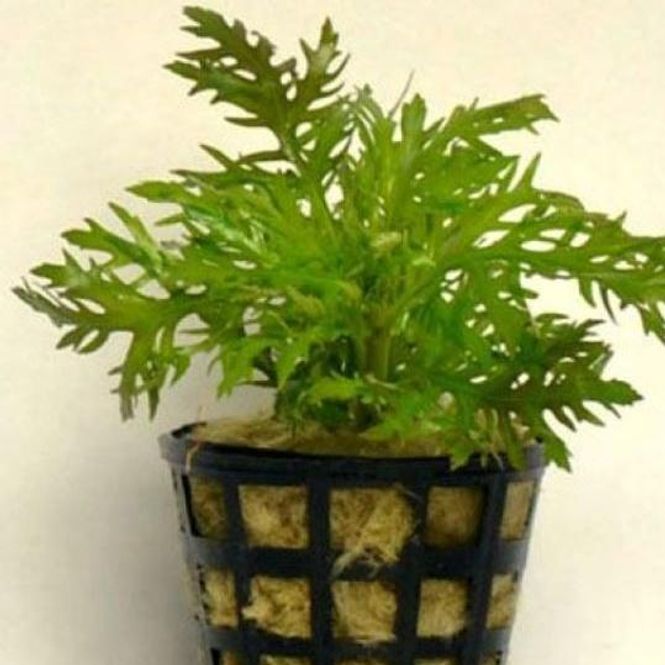 Hovedbilde Hygrophila difformis
