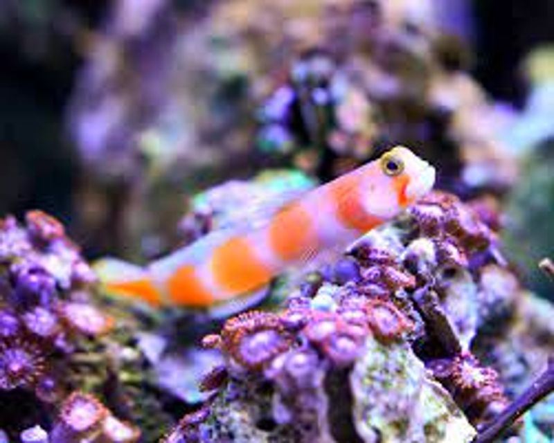 Amblyeleotris aurora