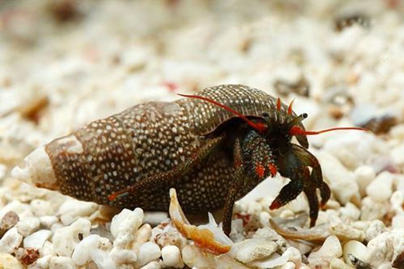 Red Tip Hermit Crab Clibanarius digueti 
