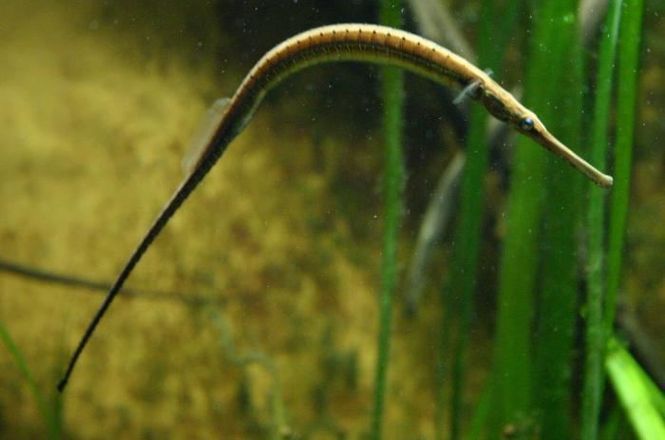 Hovedbilde Doryichthys brachyurus 15-18cm