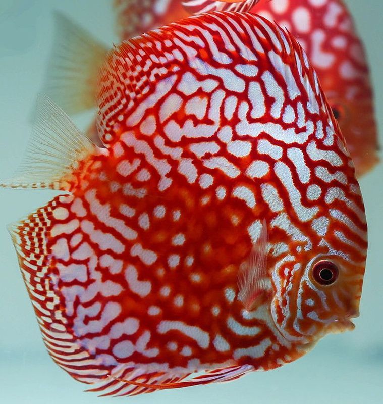 Symphysodon aequifasciatus Red Panda Discus  8-10cm