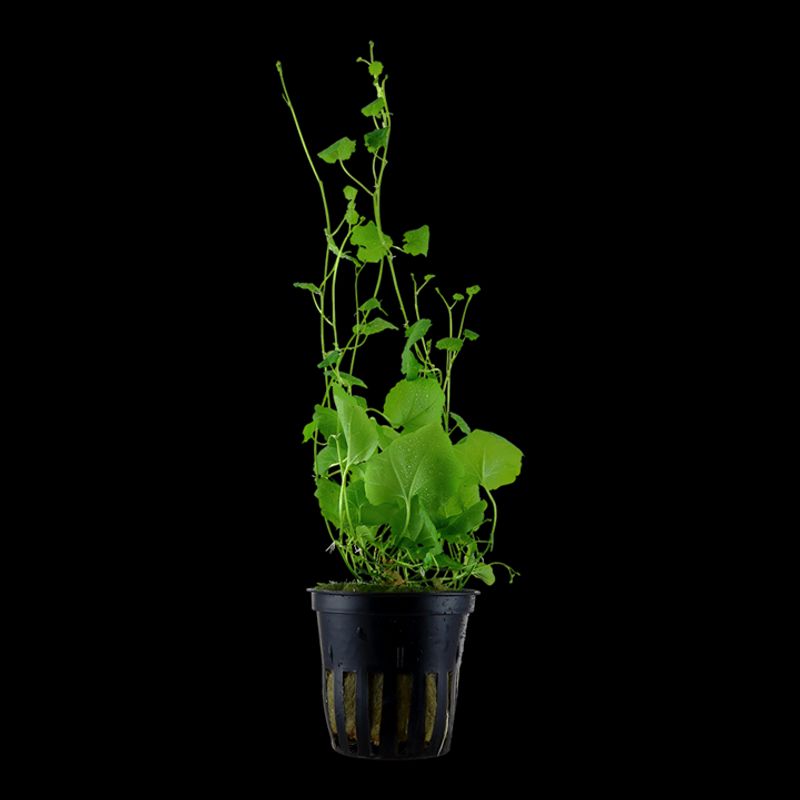 Cardamine lyrata - Potte