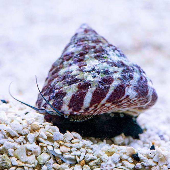 Hovedbilde TROCHUS HISTRIO 