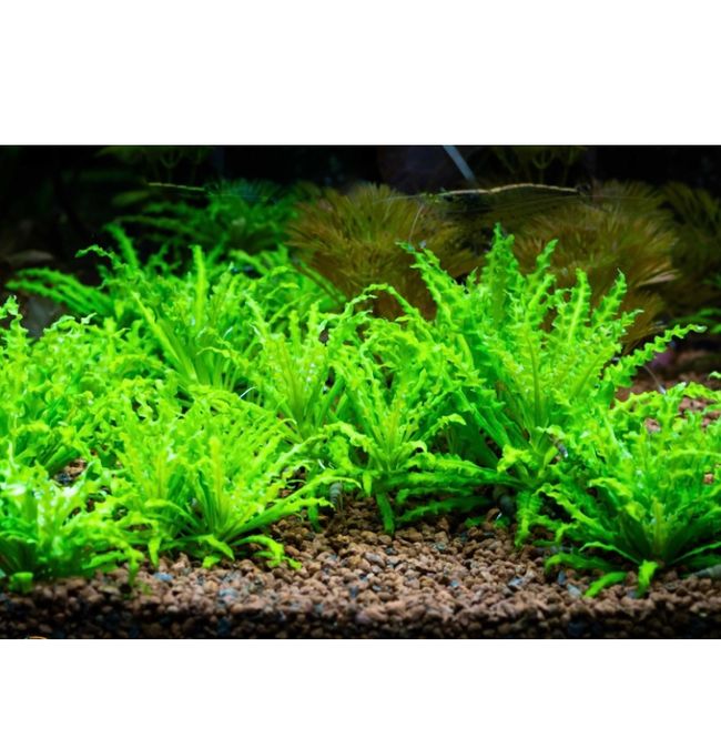Hovedbilde Pogostemon Helferi Invitro 