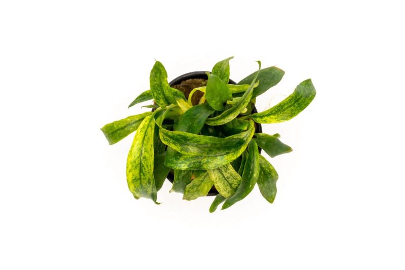 Anubias Minima Variegated