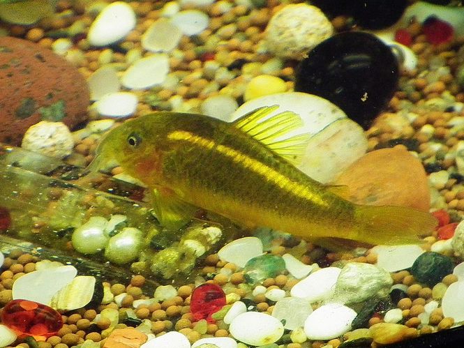 Hovedbilde Corydoras sp. «gold laser» (CW010)