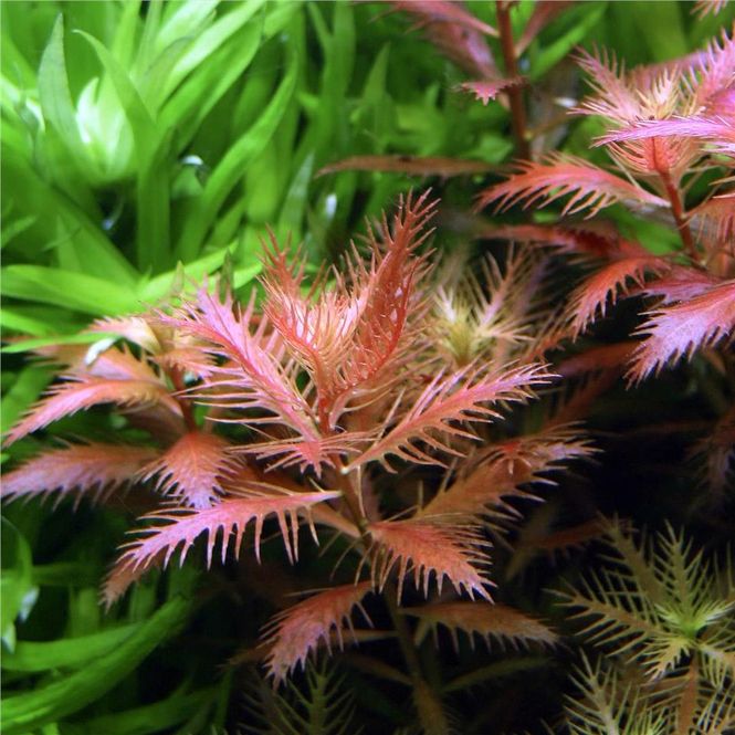Hovedbilde Proserpinaca palustris Invitro Sungrow
