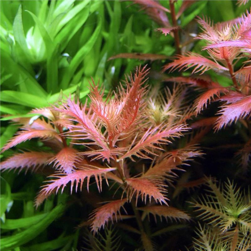 Proserpinaca palustris Invitro Sungrow