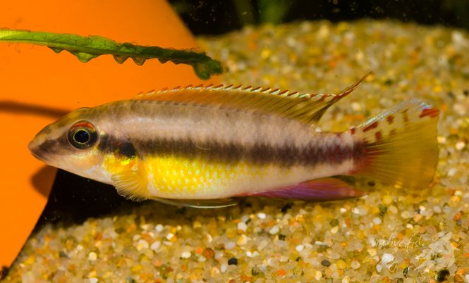 Hovedbilde Wallaceochromis humilis 