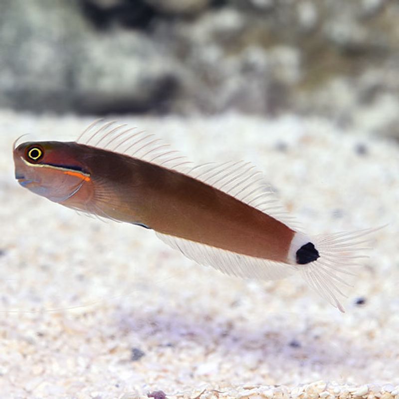 Tailspot blenny