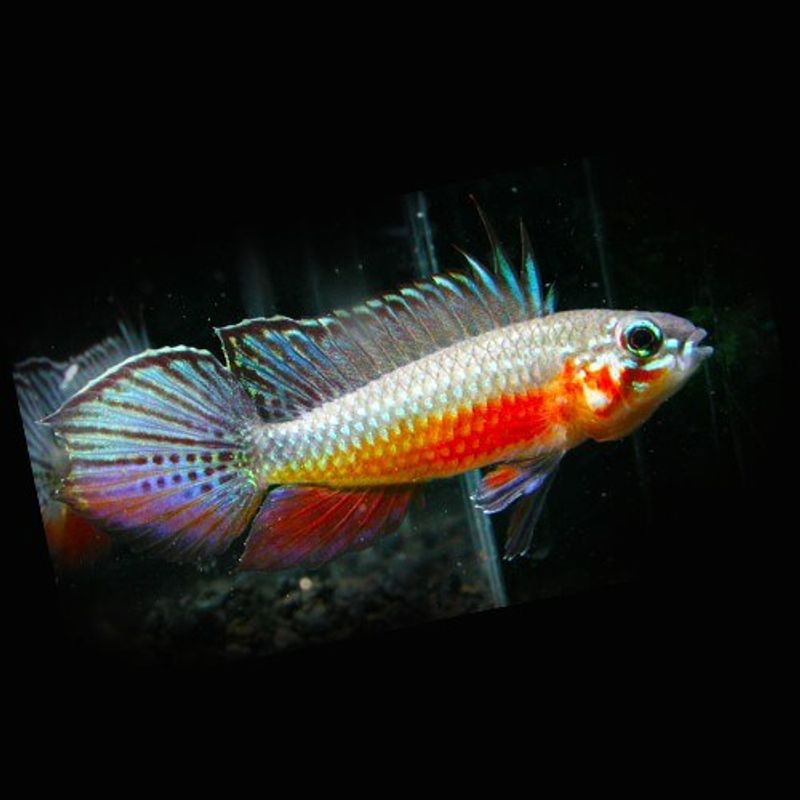 Apistogramma Elizabethae Red 