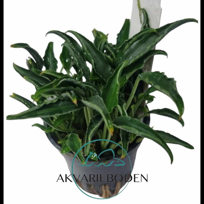 Hovedbilde Schismatoglottis roseaspatha 