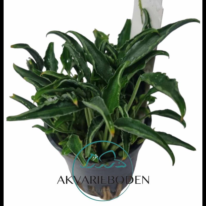 Schismatoglottis roseaspatha (Meget sjelden)