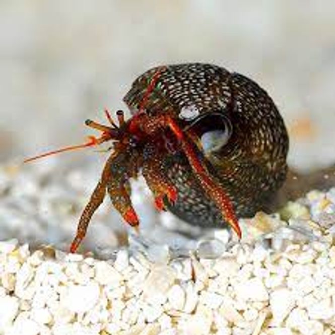 Hovedbilde Clibanarius rutilus
