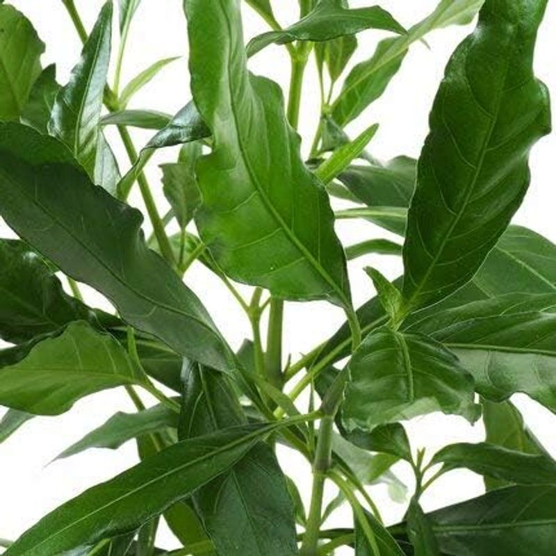 Justica Gendarussa 