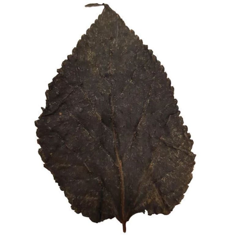 Mulberry Blad 10pk