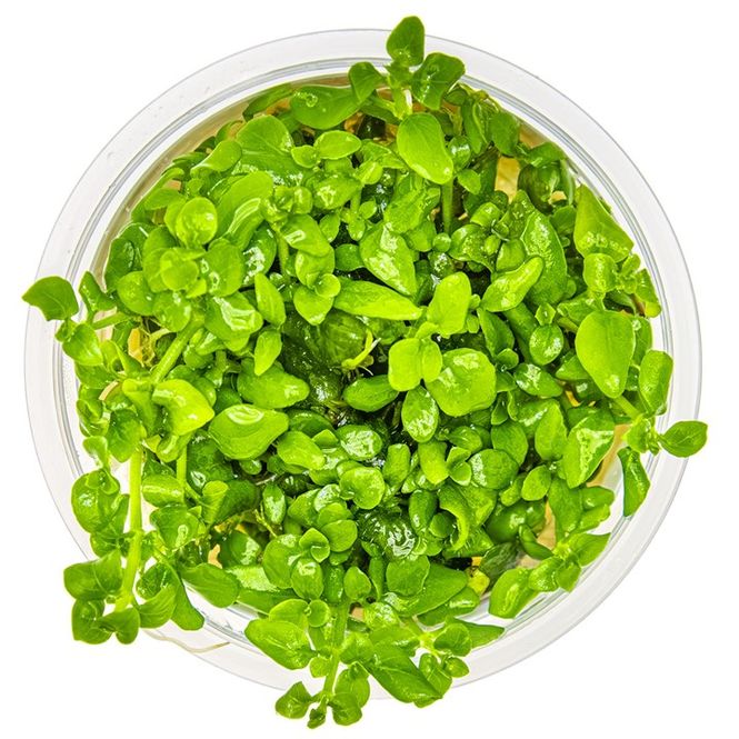 Hovedbilde Hygrophila serpyllum 1-2 Grow Invitro