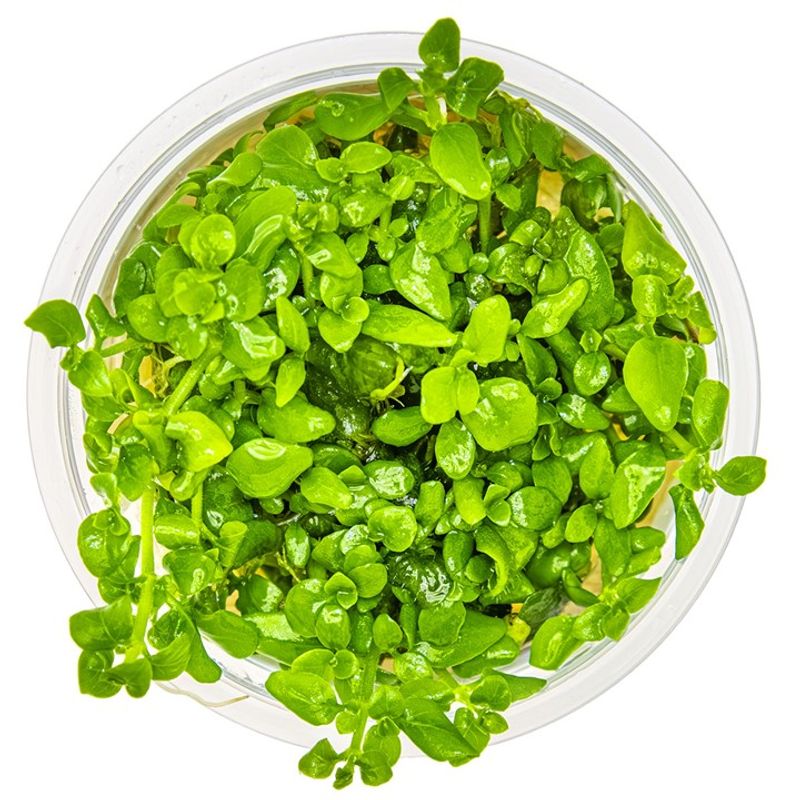 Hygrophila serpyllum 1-2 Grow Invitro