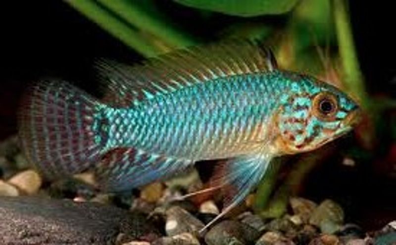 Apistogramma Caetei
