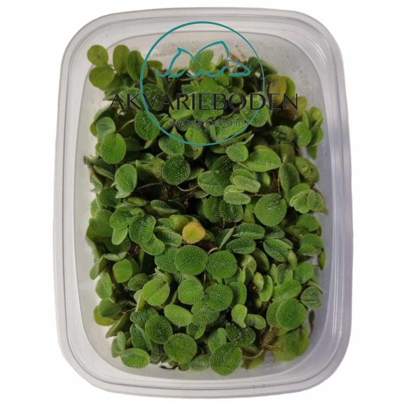 Salviania minima porsjon Flyteplante