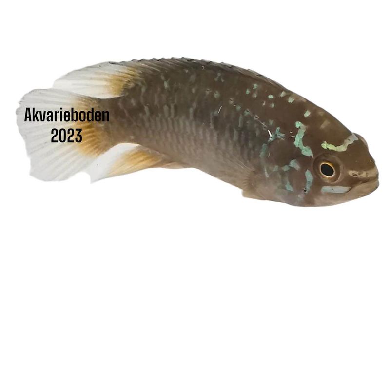 IVANACARA BIMACULATA  F1 