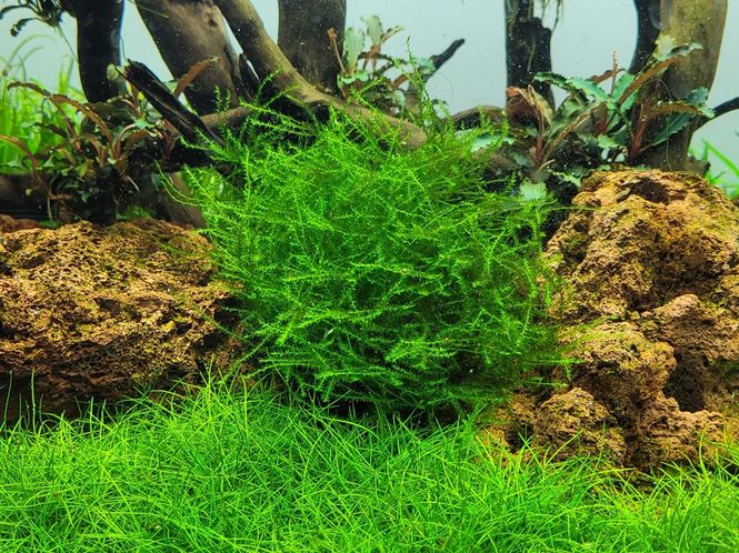 Hovedbilde Leptodictyum riparium 1-2Grow