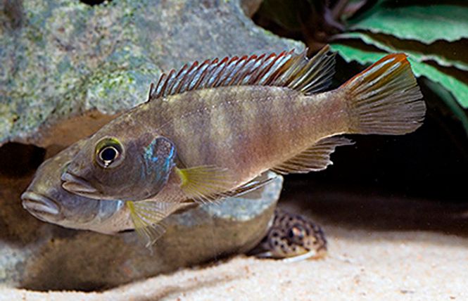 Hovedbilde Benitochromis batesii 