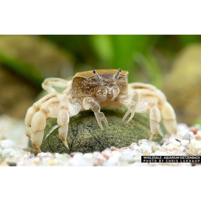 Hovedbilde Potamocypoda pugil Ghost Dverg Krabbe